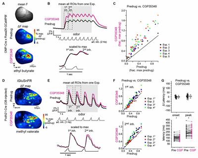 Circuit Contributions to Sensory-Driven Glutamatergic Drive of Olfactory Bulb Mitral and Tufted Cells During Odorant Inhalation